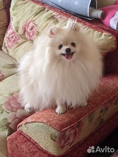 Померанский шпиц