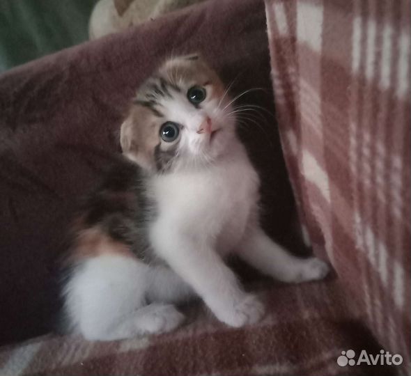 Вислоухая кошка бесплатно