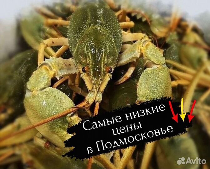 Живые раки
