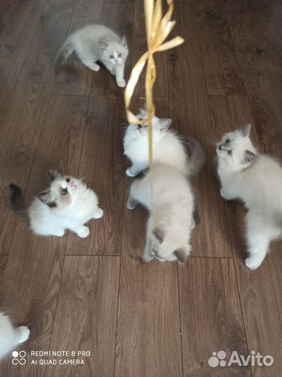 Котики и кошечки Рэгдолл. Ждут вас