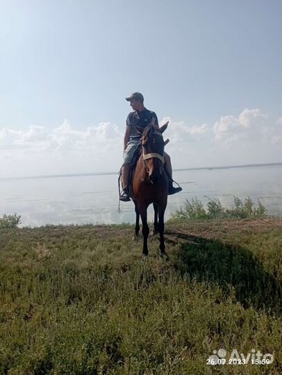 Сжеребчеком 2 месяца