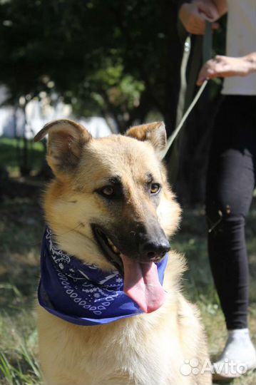 Собака в добрые руки отдам бесплатно