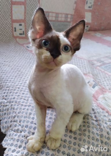 Котята девон-рекс