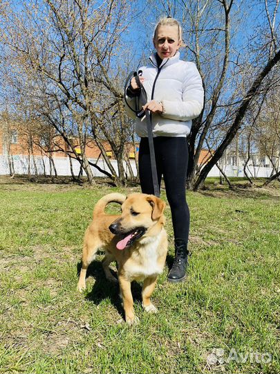 Собака из приюта
