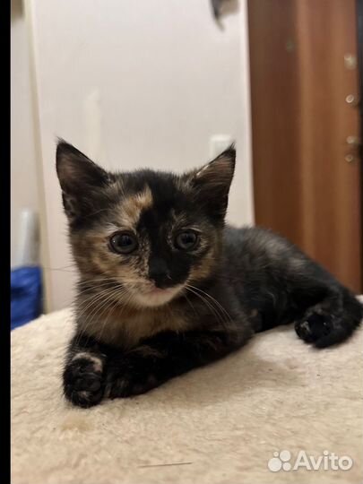 Британские котята