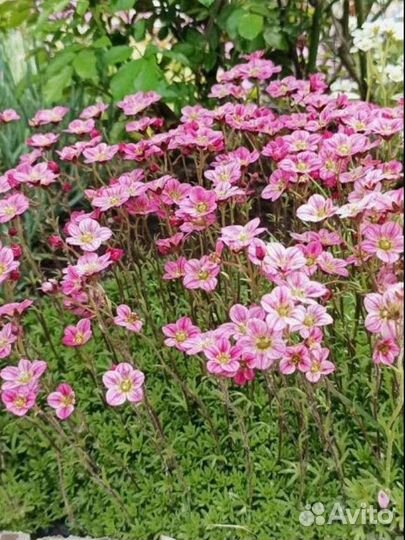 Камнеломка