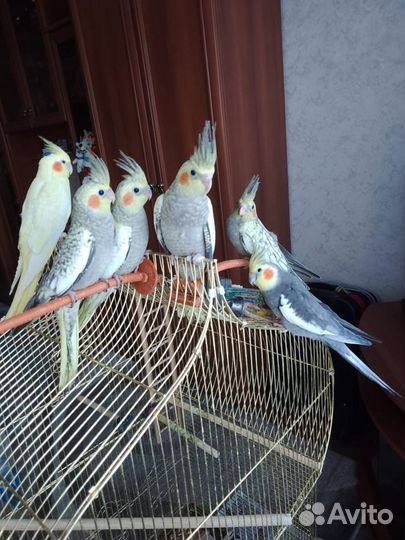 Попугаи корелла