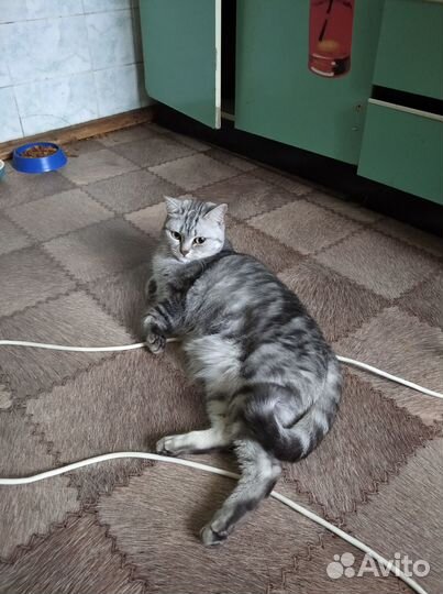 Кот мраморного окраса кастрированный