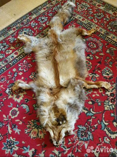 Лиса шкурка