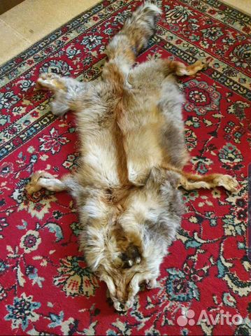 Лиса шкурка