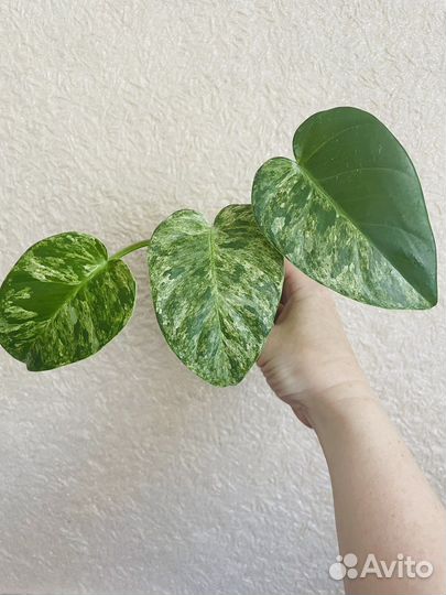 Филодендрон Гигантеум варигантный