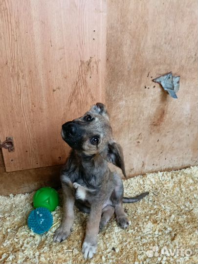 Взять щенка из приюта