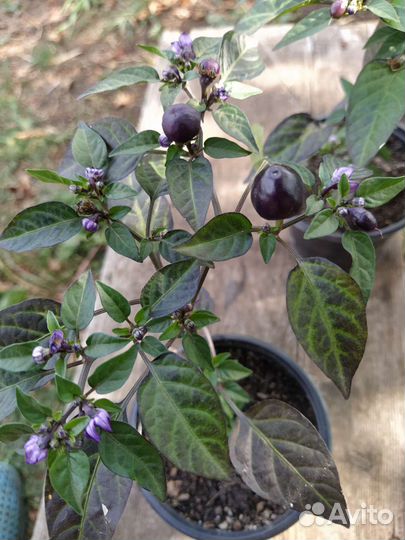 Рассада перца балконного, помидоры балконные