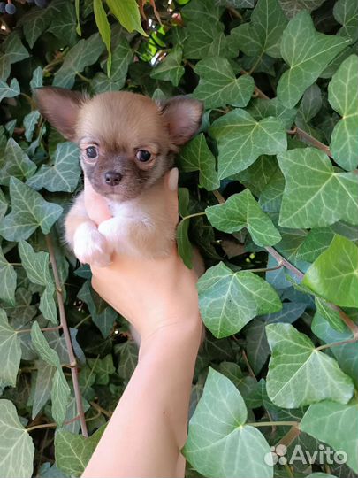 Чихуахуа девочка
