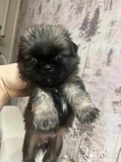 Щенки пекинеса