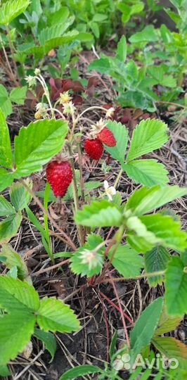 Ремонтантная земляника