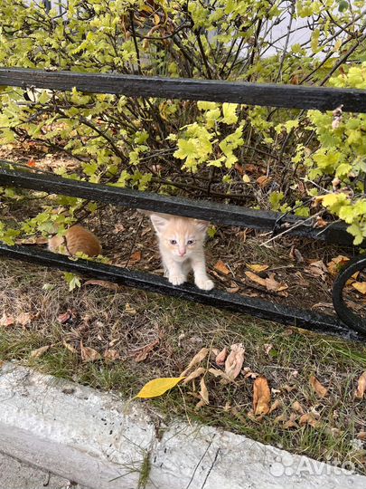 Котята в добрые руки москва
