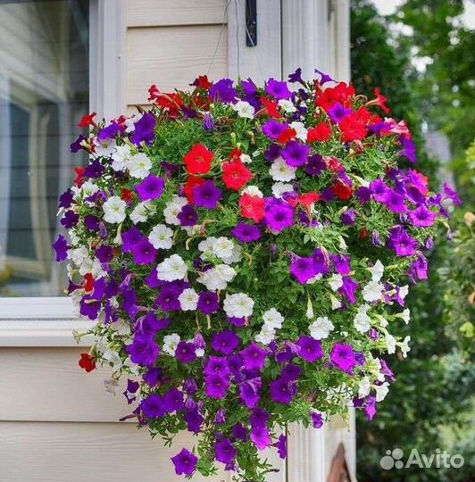 Петунья ампельная(семена)