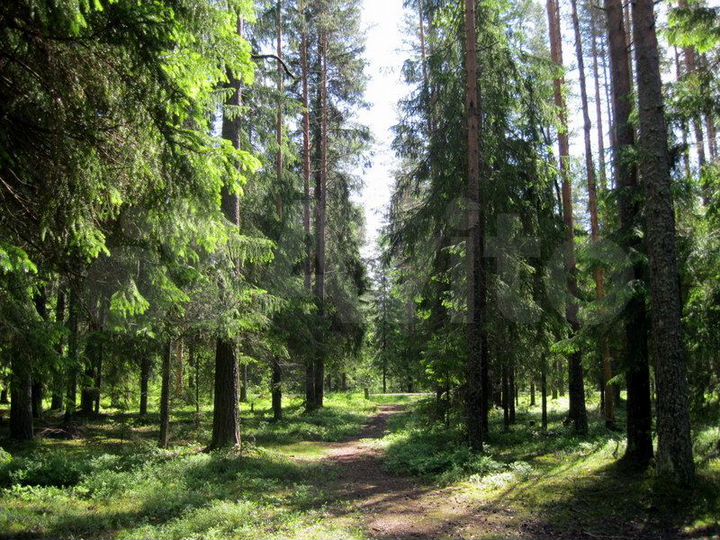 Участок 7 сот. (ИЖС)