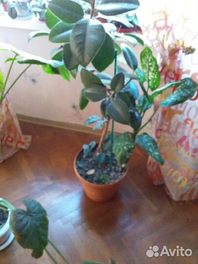 Фикус и дифенбахия