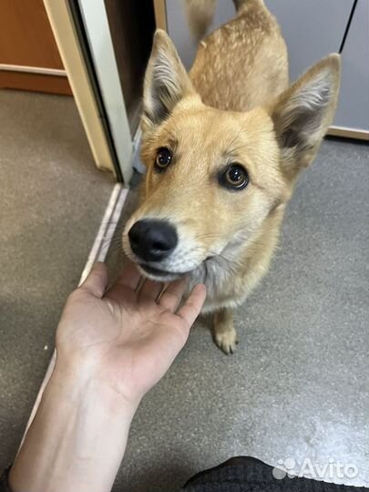 Ищем дом, для подростка девочки