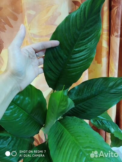 Спатифиллум Женское счастье