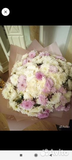 Хризантема