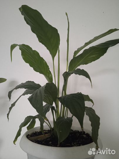 Спатифиллум