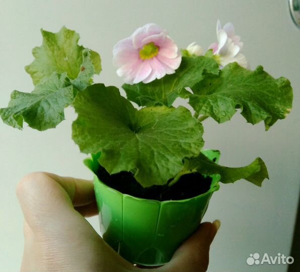 Примула домашняя обконика