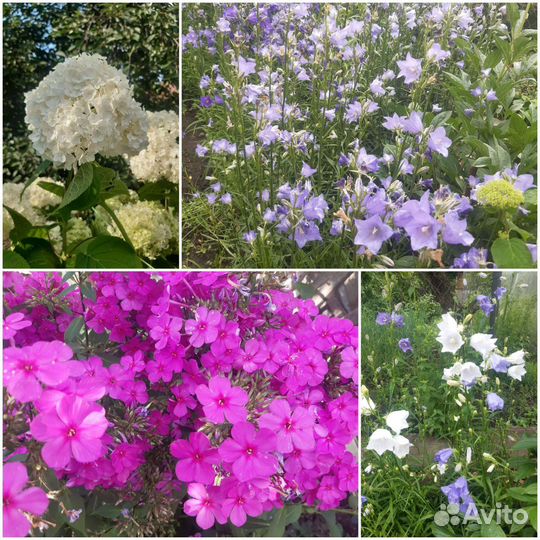 Травы, цветы на срез в сезон, саженцы цветов