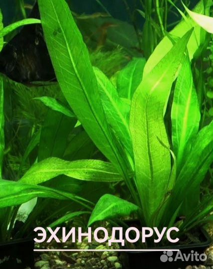 Аквариумные растения