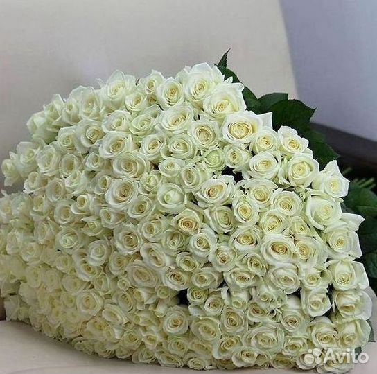 101 роза цветы букеты доставка 25 51 101 роза