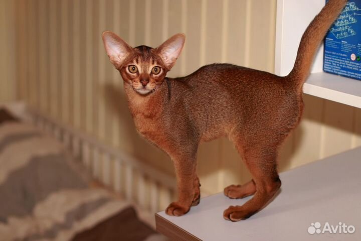 Абиссинские котята, мальчики и девочки