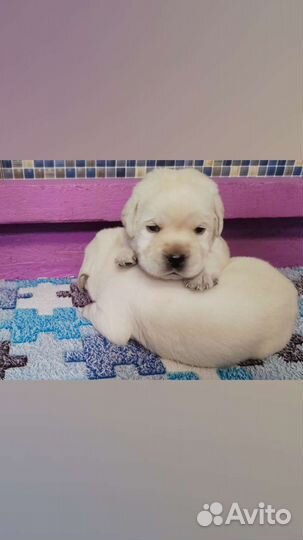 Щенки лабрадора