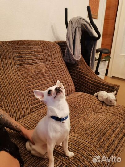 Случка собак