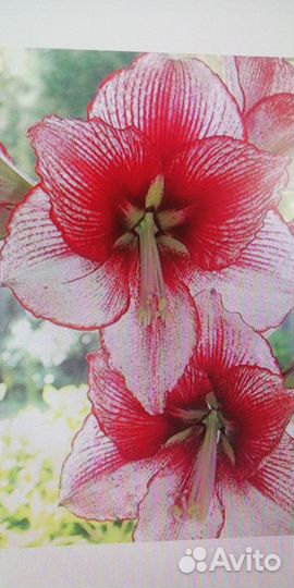 Гиппеаструм Шоумастер, детки