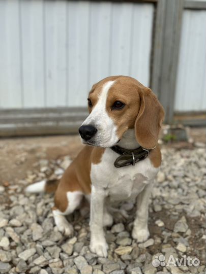 Вязка кобель бигль