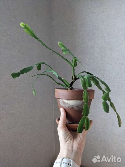 Декабрист шлюмбергера deroma