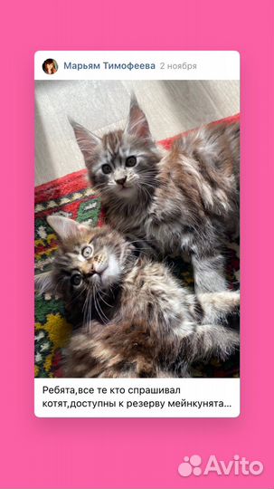 Котята мейн кун