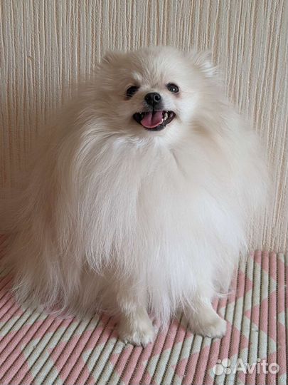 Померанский шпиц