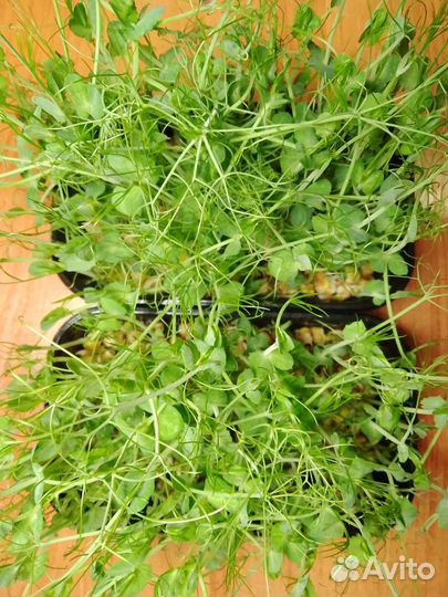 Микрозелень (Горох)