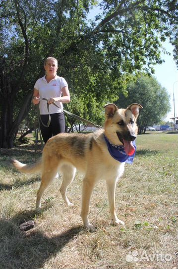Собака в добрые руки отдам бесплатно