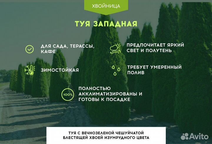 Туи Смарагд 2 м