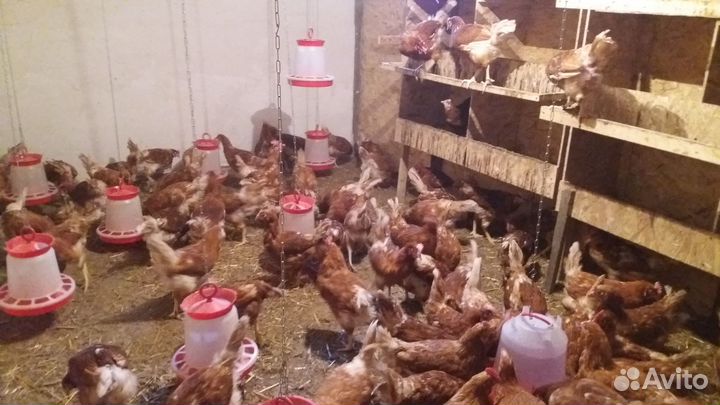 Домашние куриные яйца