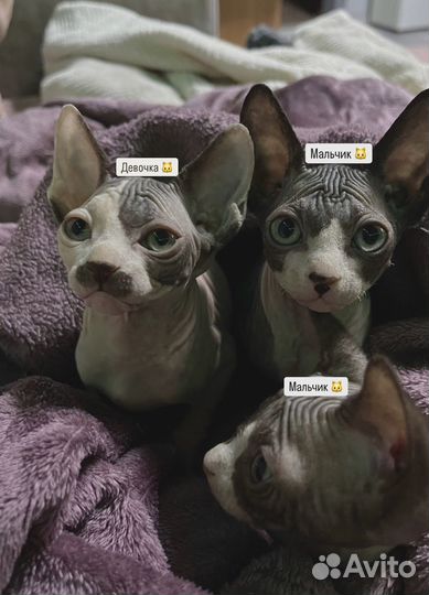 Канадский сфинкс котенок