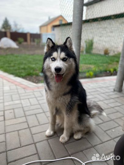 Вязка собаки хаски