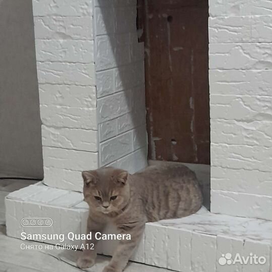 Шотландская