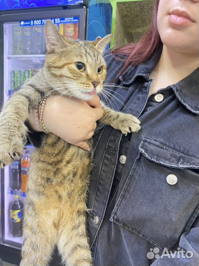 Нашли кошку,Соловецких Юнг 7