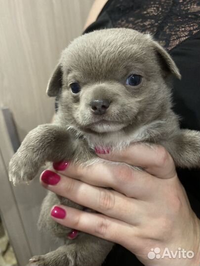 Щенок чихуахуа мальчик