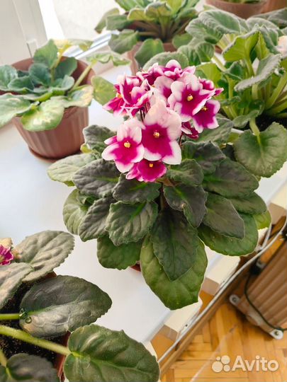 Цветы в горшках фиалка